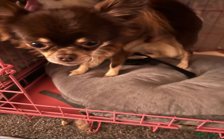 Chihuahua dogs - Advert 1