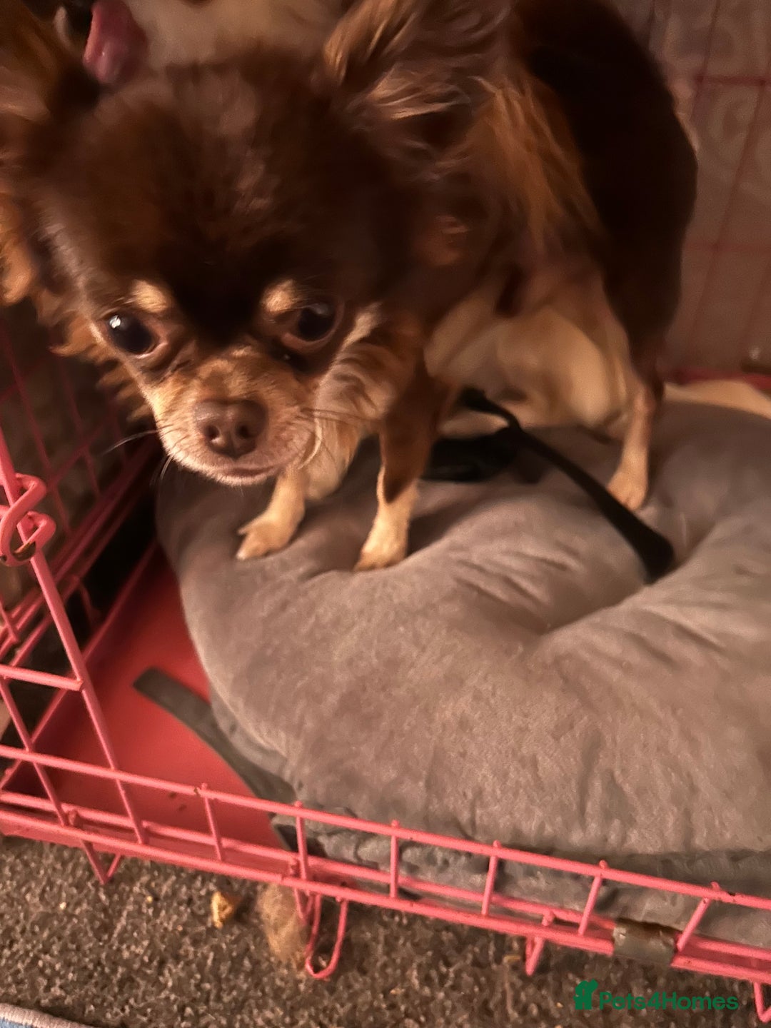 Chihuahua dogs for sale: Chocolate chihuahua  - Image 1