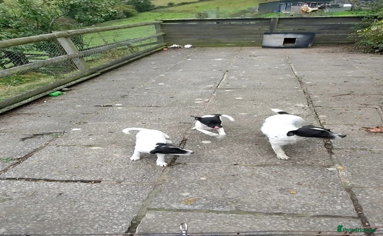 Jack Russell dogs - Advert 4