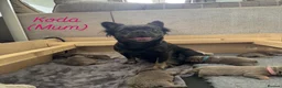French Bulldog dogs for sale: 5 ISABELLA NEW SHADE & BLUE FLUFFY FRENCHIE in Salisbury - Advert 8