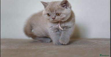 British Shorthair cats - Advert 8