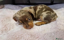 Miniature Dachshund dogs for sale: Only 4 left! Adorable Mini Dachshund Puppies 🐾🐶 - Image 21