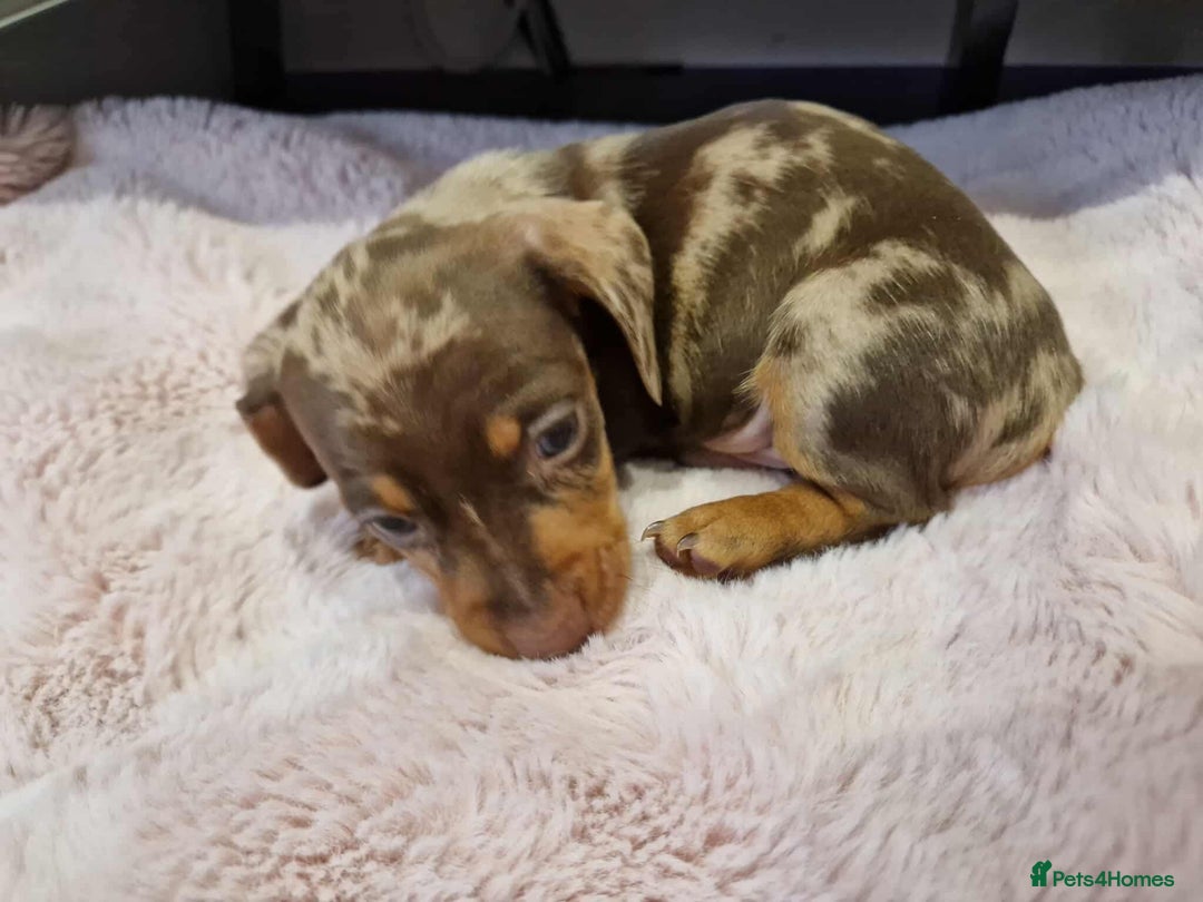 Miniature Dachshund dogs for sale: Only 4 left! Adorable Mini Dachshund Puppies 🐾🐶 - Image 21