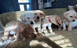 Labrador Retriever dogs for sale: Stunning Labrador pedigree puppies  - Advert 6