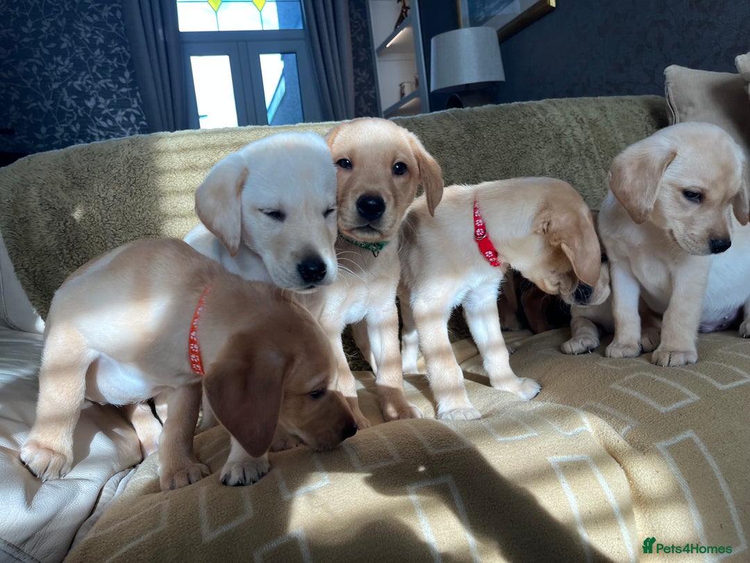 Labrador Retriever dogs for sale: Stunning Labrador pedigree puppies  - Advert 6