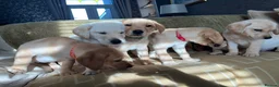 Labrador Retriever dogs for sale: Stunning Labrador pedigree puppies  - Advert 3