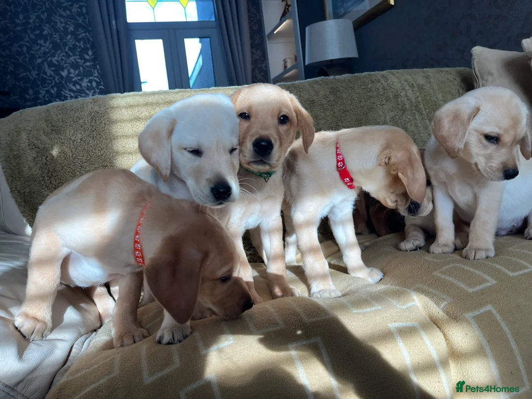Labrador Retriever dogs for sale: Stunning Labrador pedigree puppies  - Advert 3