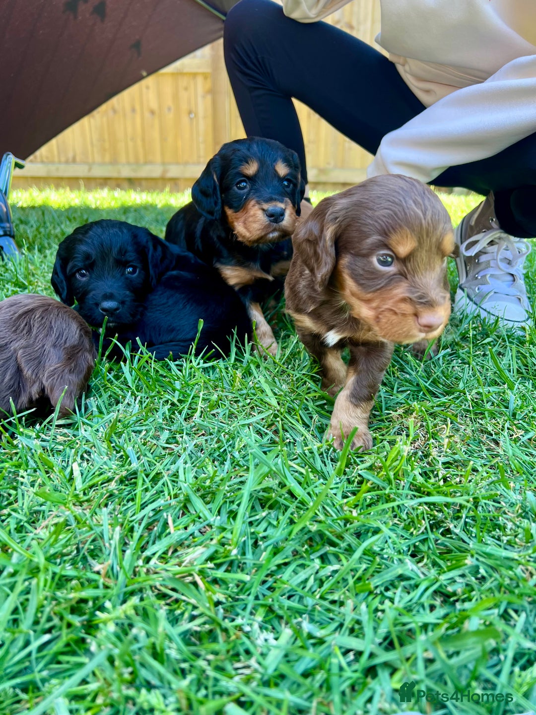 Cocker Spaniel dogs for sale: KC Registered Working Cocker Spaniel Puppies  in Shepton Mallet - Image 6