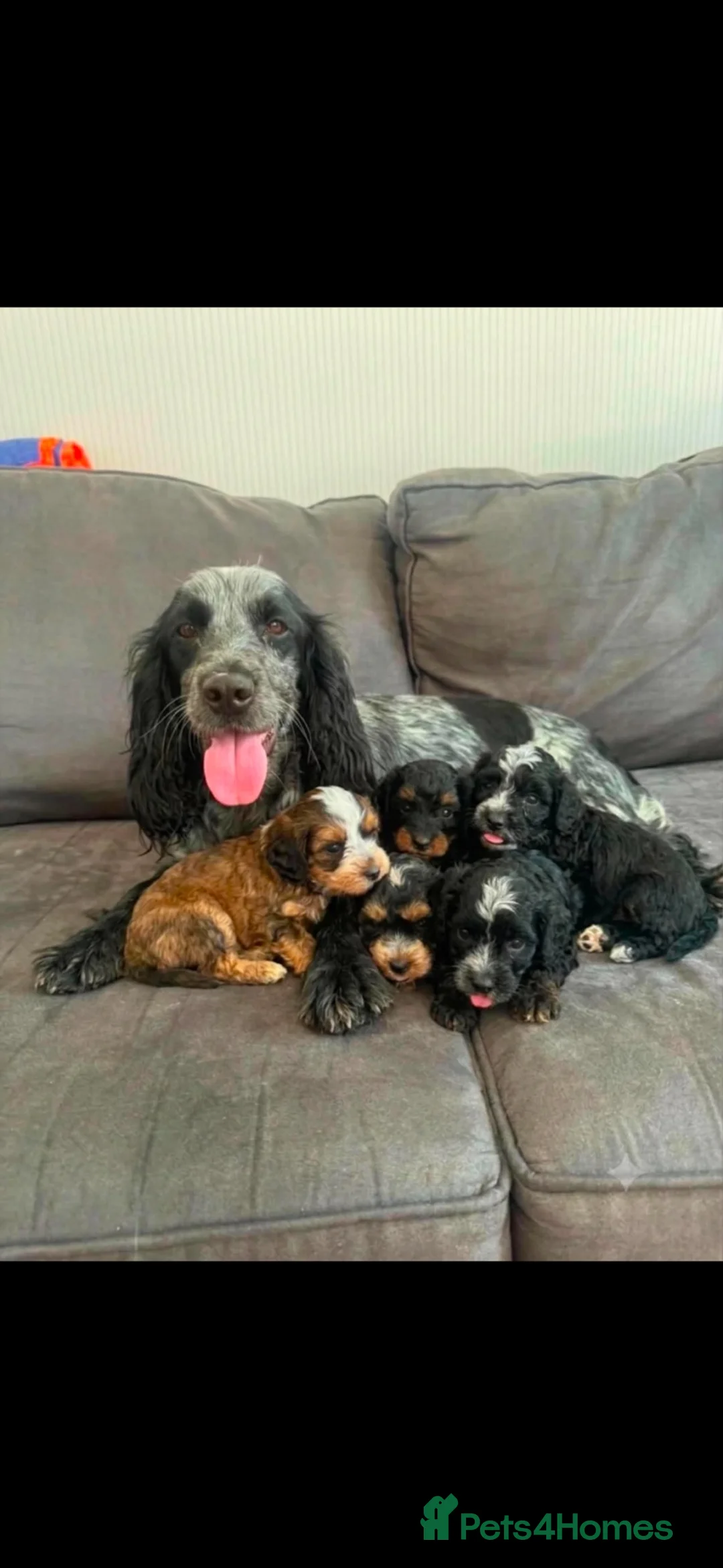 Cockapoo dogs for sale: 7 Beautiful Miniature cockapoos - Advert 2
