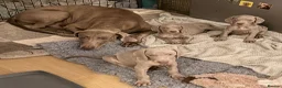 Weimaraner dogs for sale: Beautiful KC reg Weimaraner’s forever homes req - Advert 14