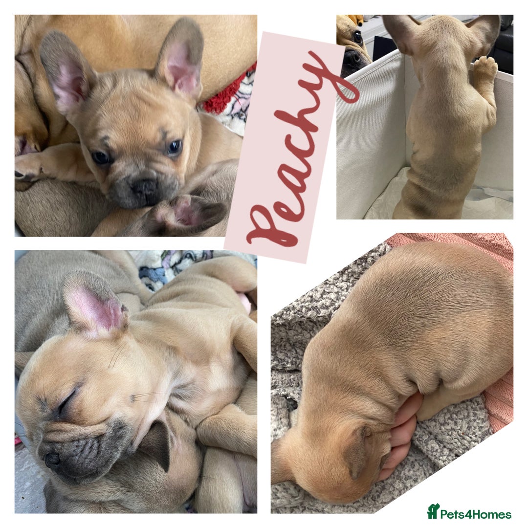 French Bulldog dogs for sale: KC Registered French Bulldogs Blue/Brindle/Fawn - Advert 15