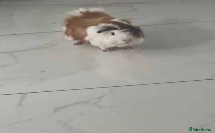 Guinea Pig rodents - Advert 8