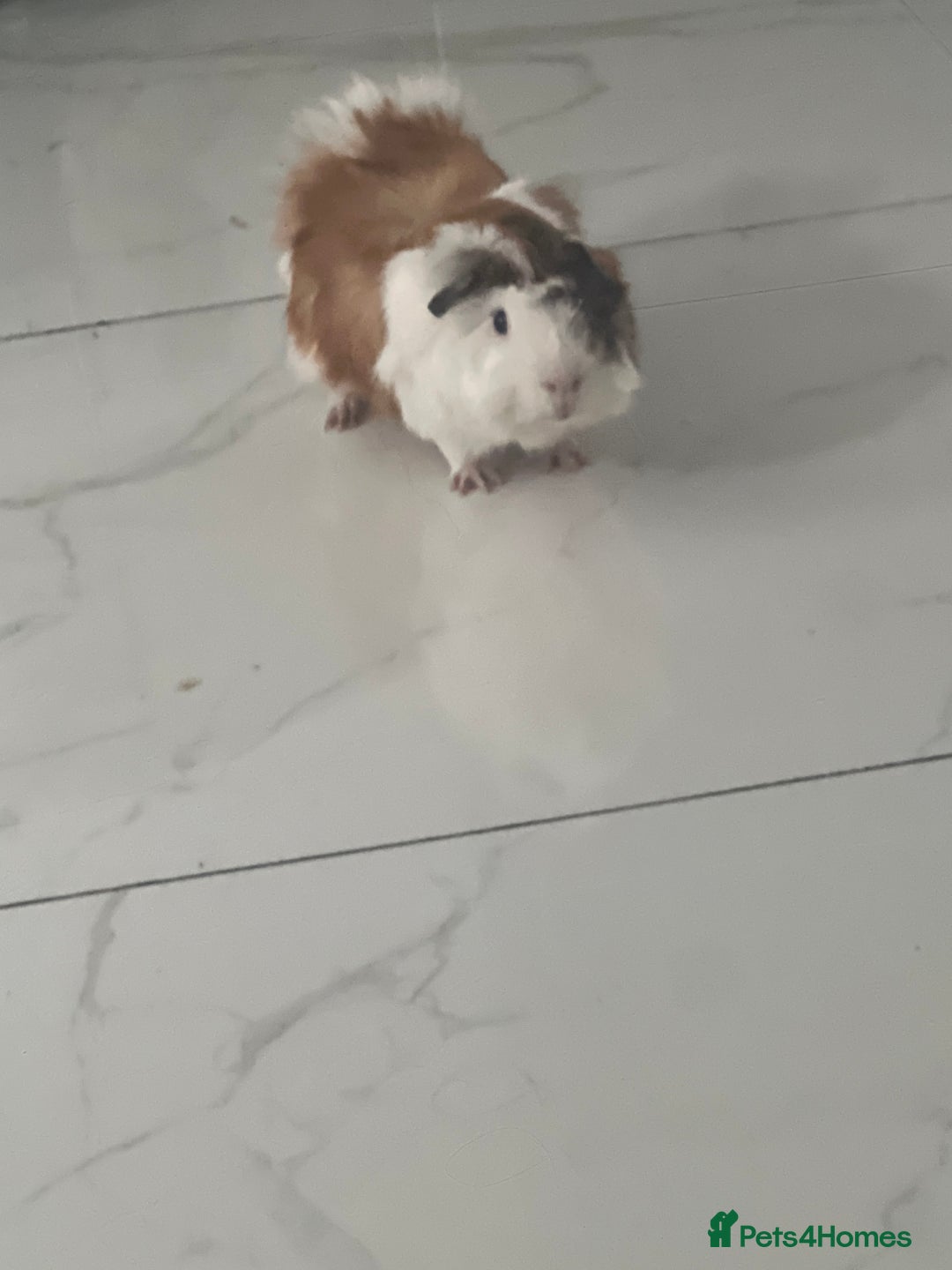 Guinea Pig rodents for sale: Girl  - Image 1