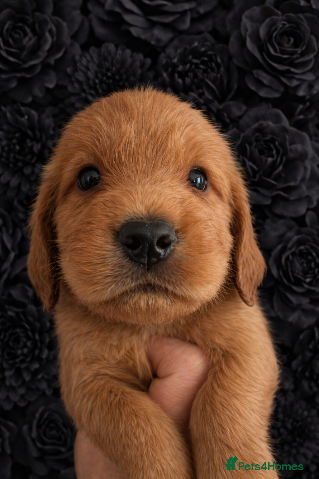 Cocker Spaniel dogs KC Reg Show Type Cocker Spaniel puppies - Advert 2