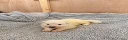 White Swiss Shepherd dogs for sale: 🐾 Swiss White Shepherd Puppies reduced 🐾 - Advert 30