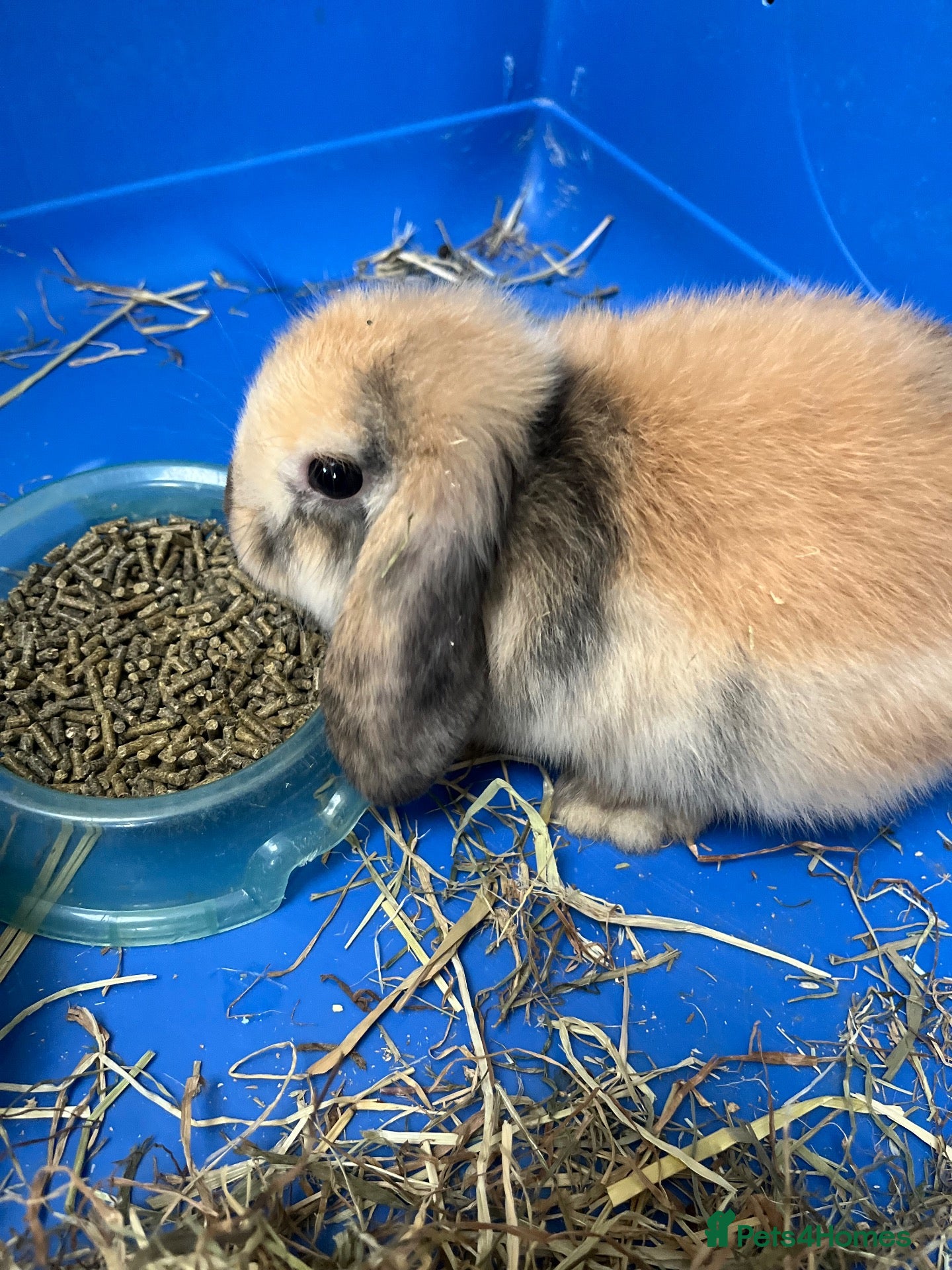 Mini Lop rabbits Gorgeous Mini Lop Babies Ready Now! - Advert 8