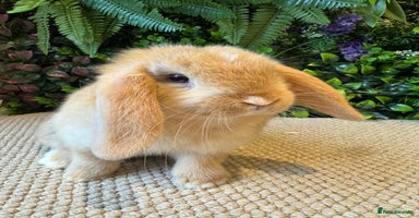 Mini Lop rabbits - Advert 5