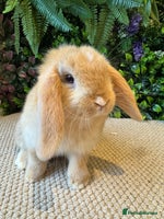 Mini Lop rabbits - Advert 5