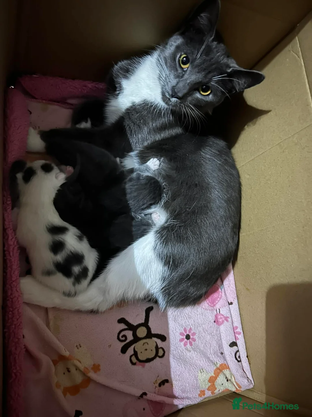 Mixed Breed cats for sale: Kittens - Advert 5