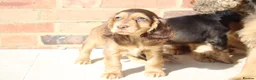 Cocker Spaniel dogs for sale: Kennel Club Registered Show Type Cocker puppies - Advert 32