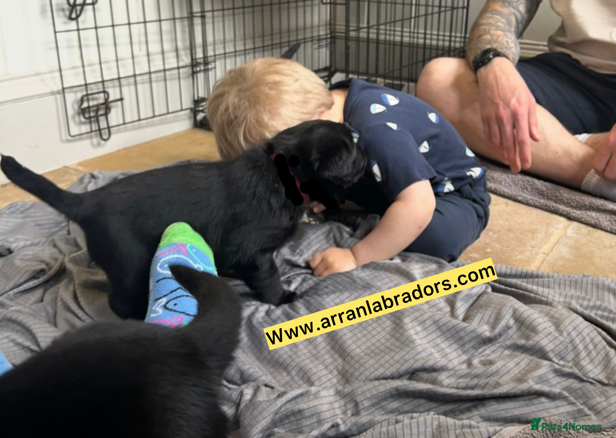 Labrador Retriever dogs Black Purebred Pedigree Show Line look Labradors - Advert 2