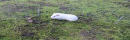 Guinea Pig rodents for sale: Male & Female guinea pigs various types & colours - Advert 14