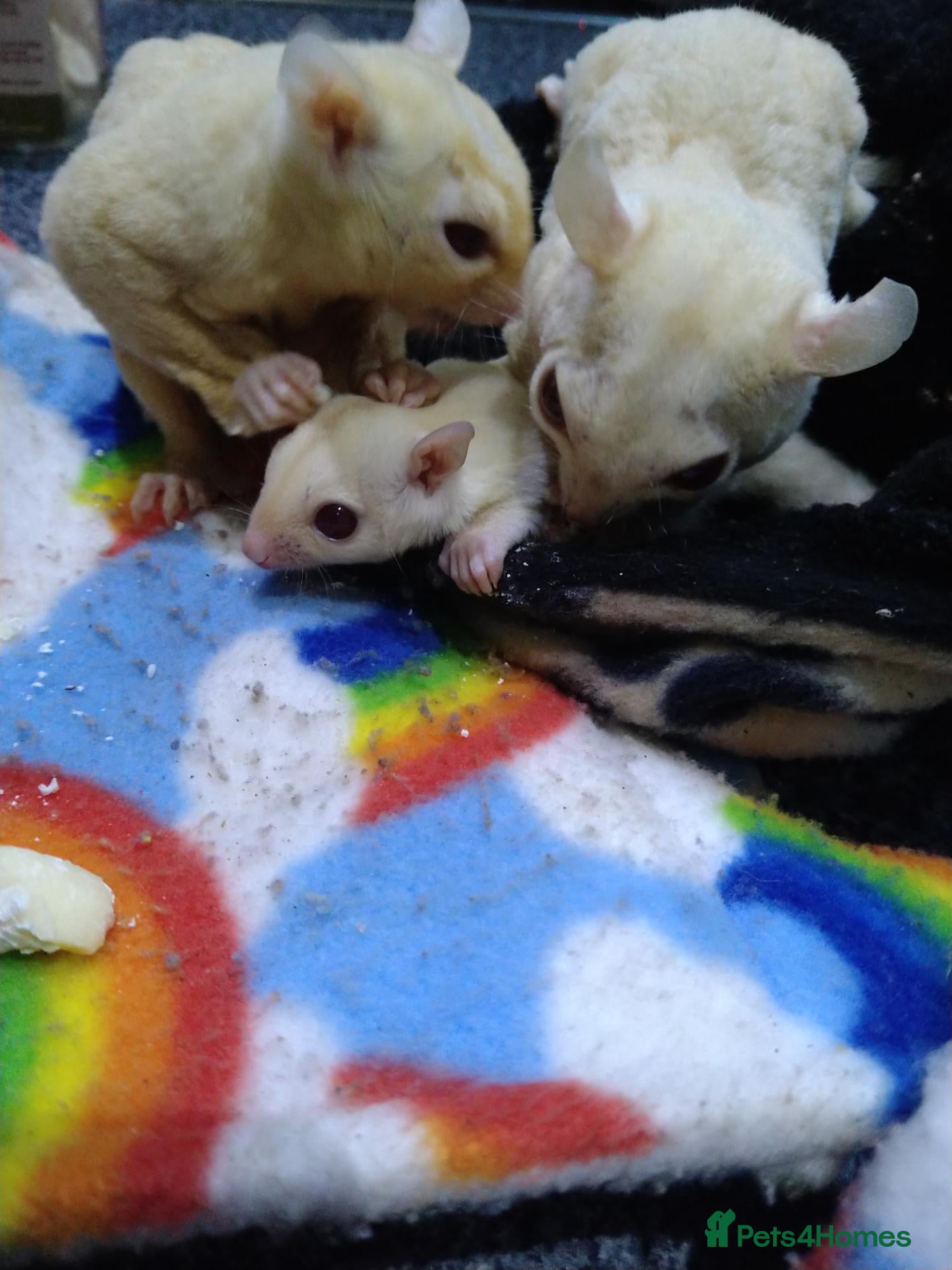 Sugar Glider rodents Creamino pair and a baby  - Advert 4