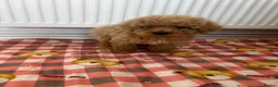 Toy Poodle dogs for sale: minature poodle pups available  in Uckfield - Advert 10