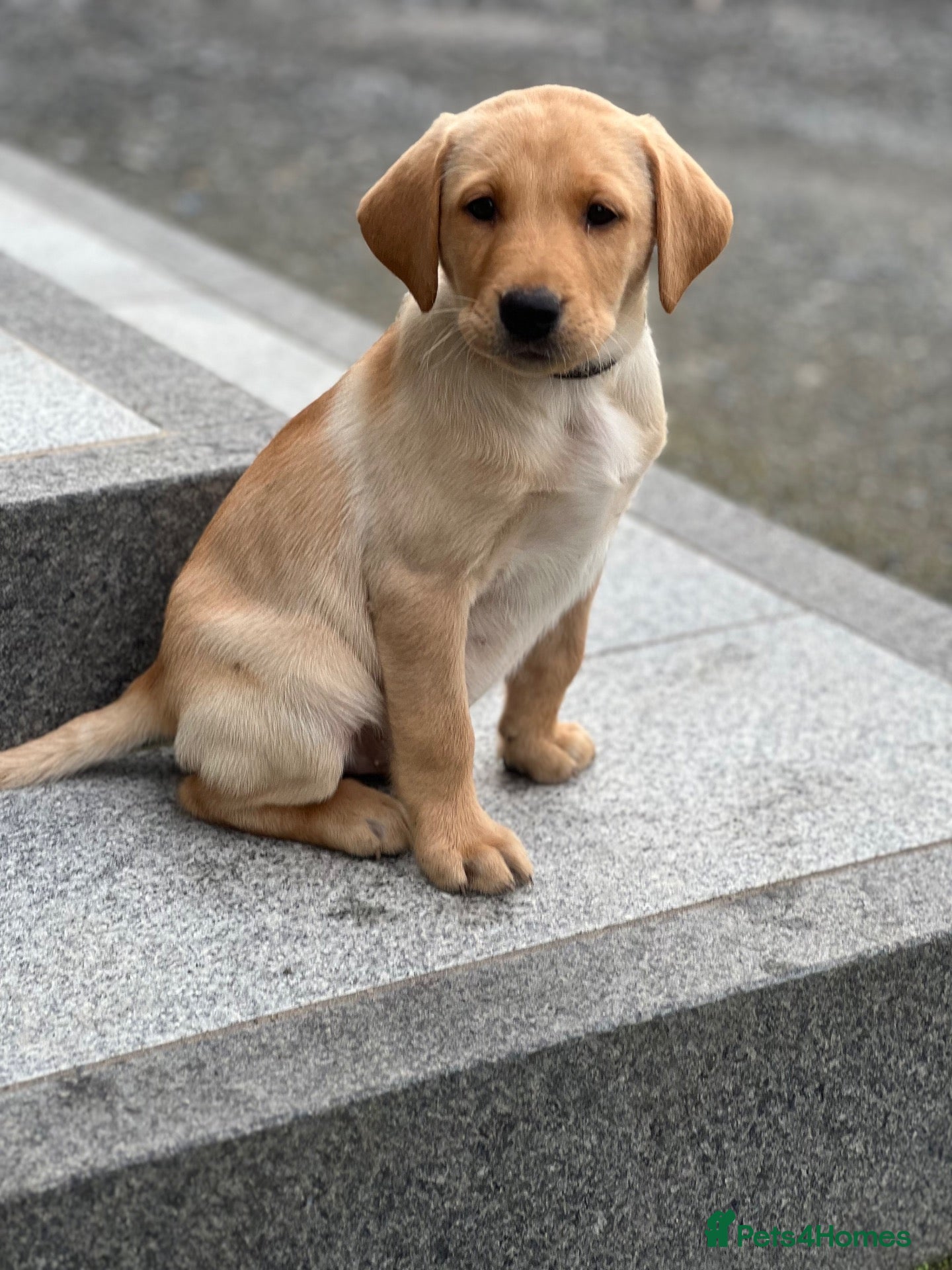 Labrador Retriever dogs 2 male Labradors - Advert 12