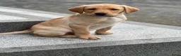Labrador Retriever dogs for sale: 2 male Labradors - Advert 1