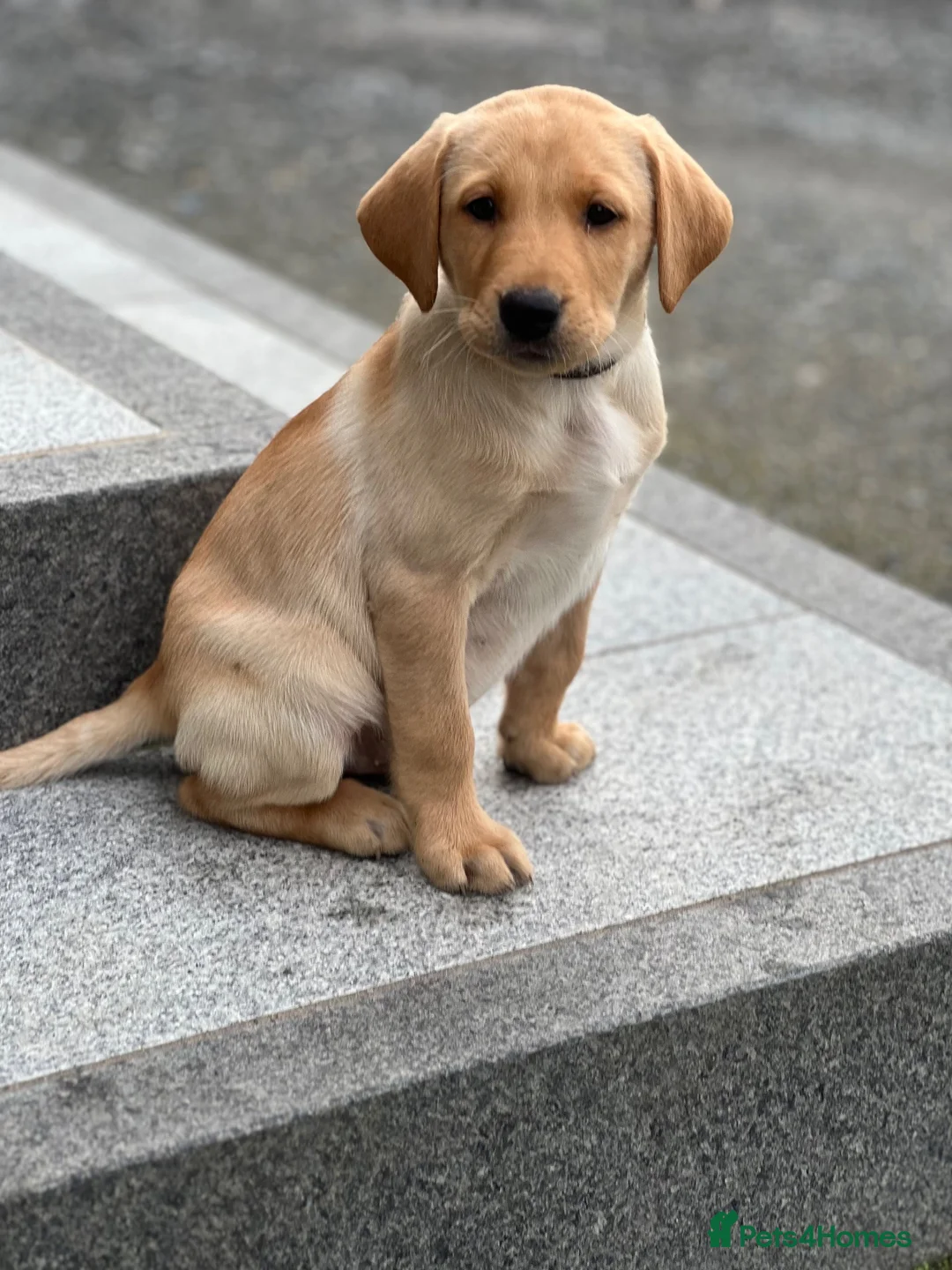 Labrador Retriever dogs for sale: 2 male Labradors - Advert 1