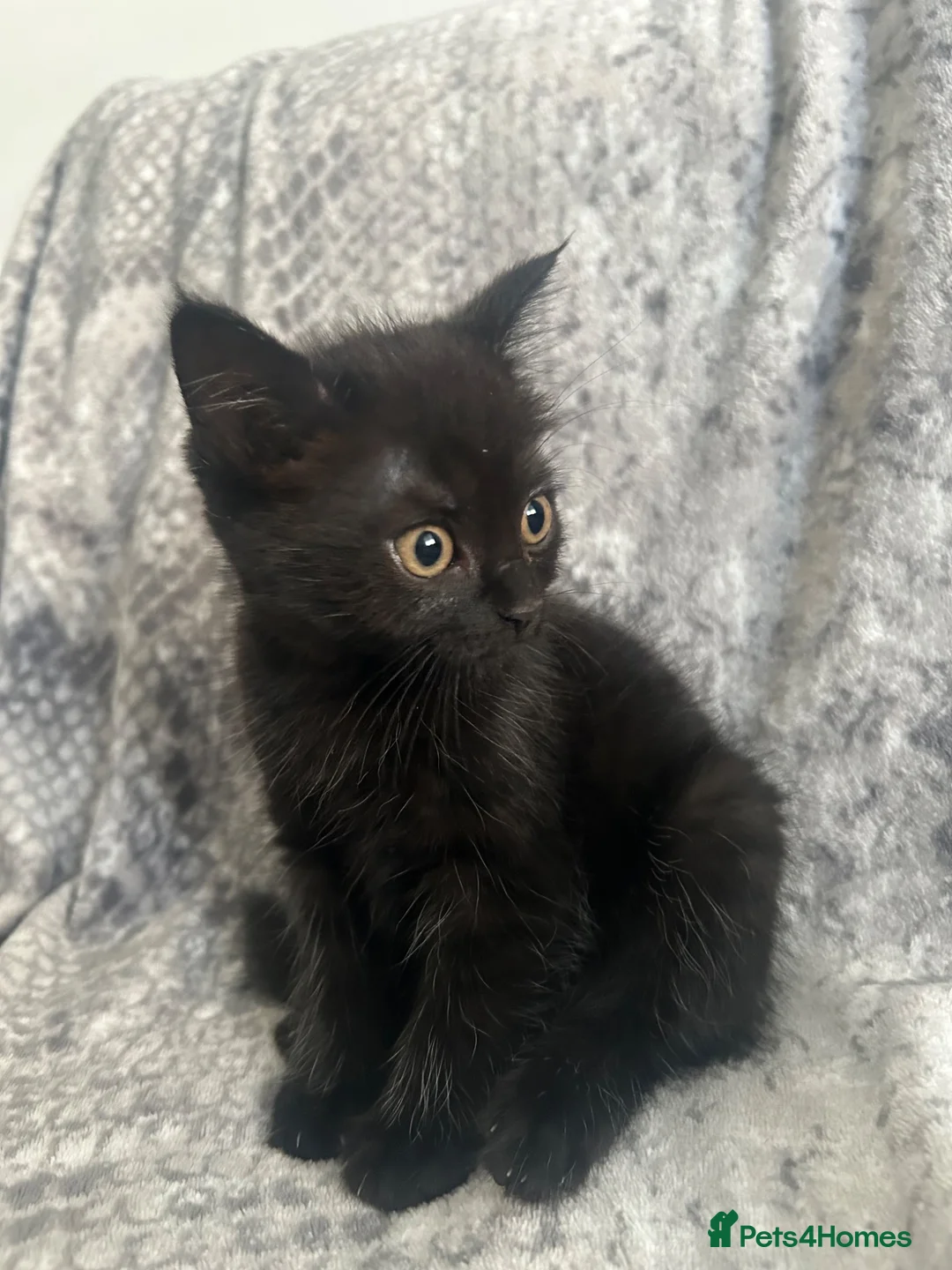 Burmese cats for sale: 🐾 Burmese x British shorthair kittens 🐾 - Advert 1