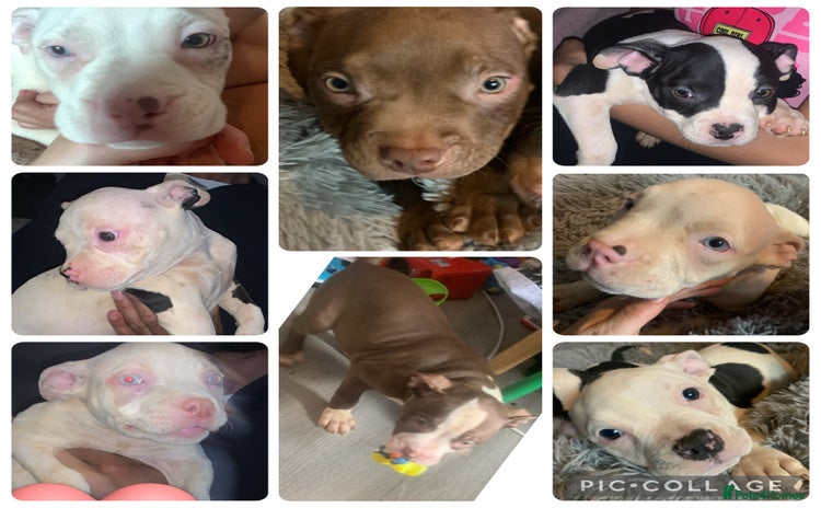 American Bully dogs - Advert 1