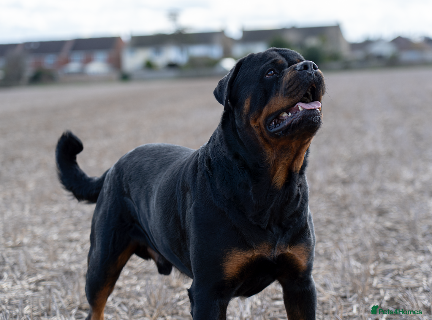 Rottweiler dogs RKC Powerful German Rottweiler Stud Available - Advert 1
