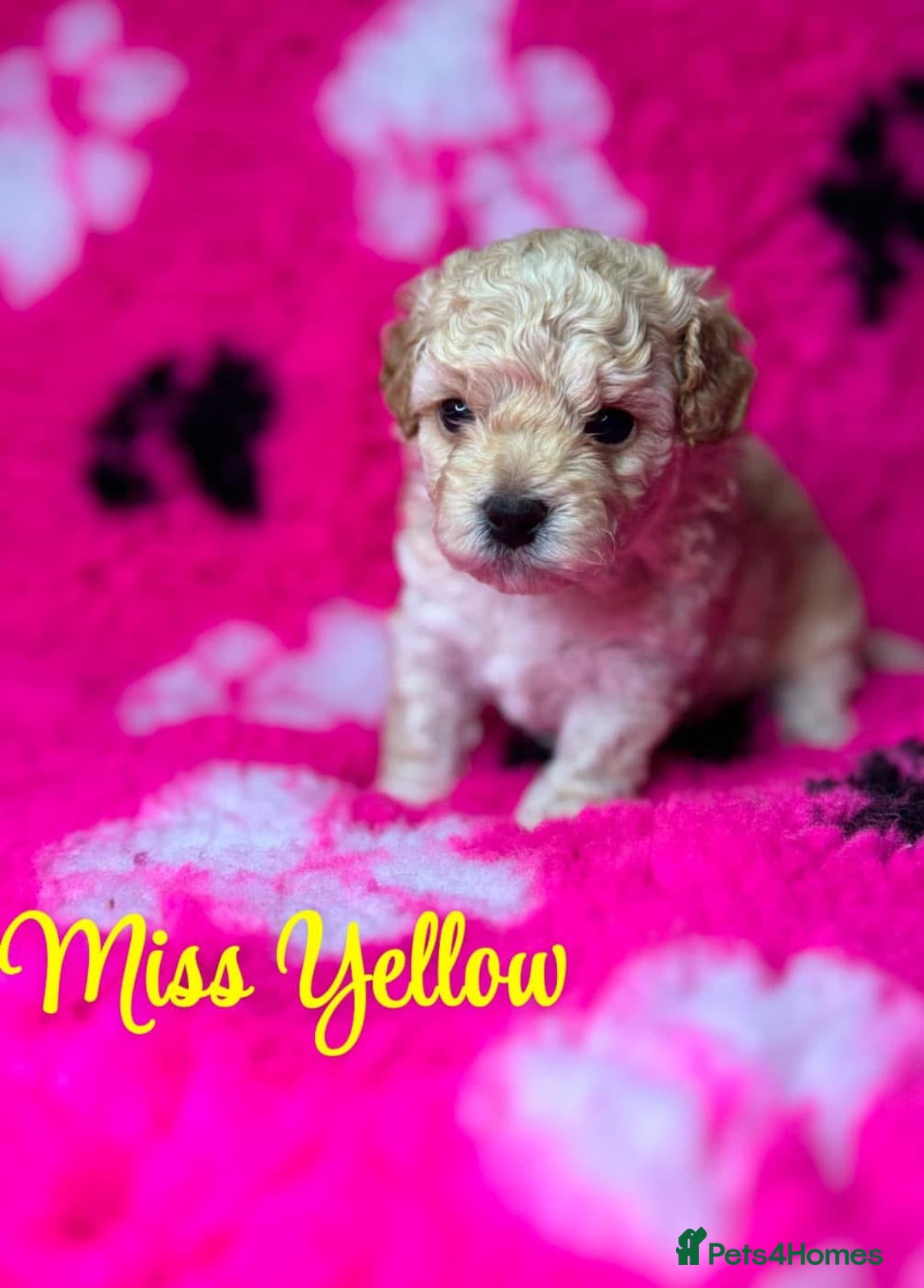 Toy Poodle dogs for stud: Toy Poodle KC - Stud and  fully health tested  - Advert 28