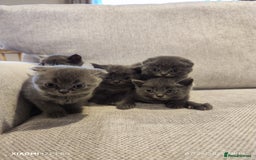 Scottish Fold cats for sale: Playful Scottish Fold & Straight Kittens for Sale! - Image 11