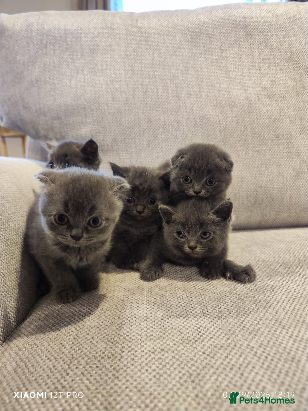 Scottish Fold cats for sale: Playful Scottish Fold & Straight Kittens for Sale! - Image 11