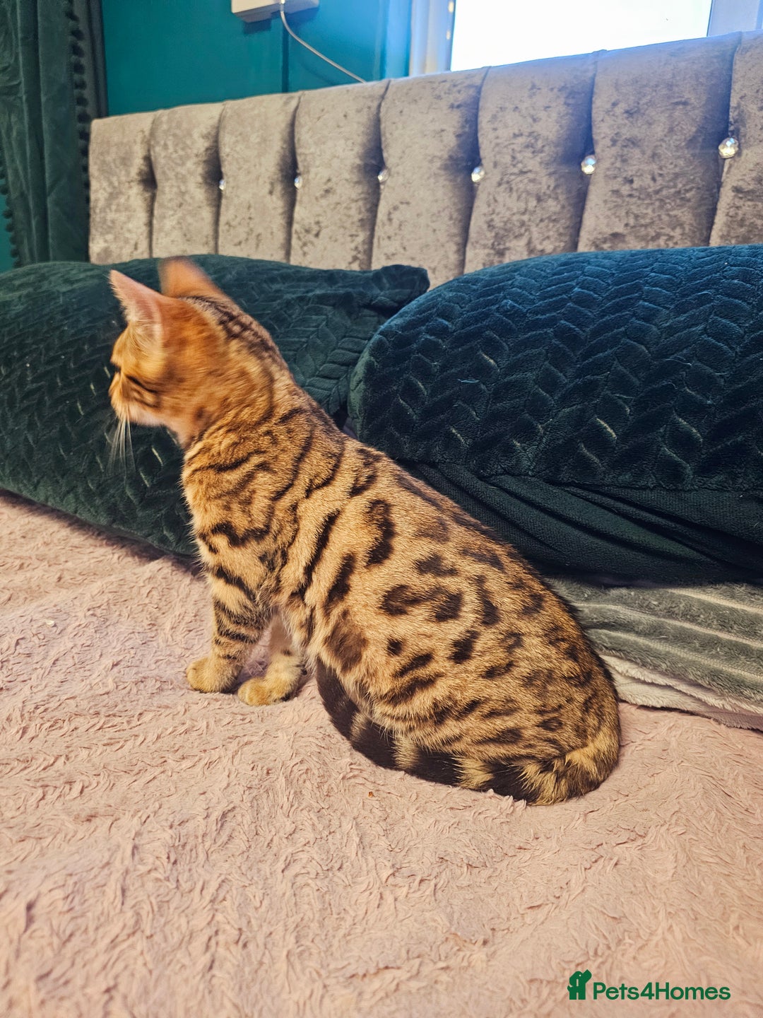 Bengal cats for sale: Bengal kitten male - Advert 3