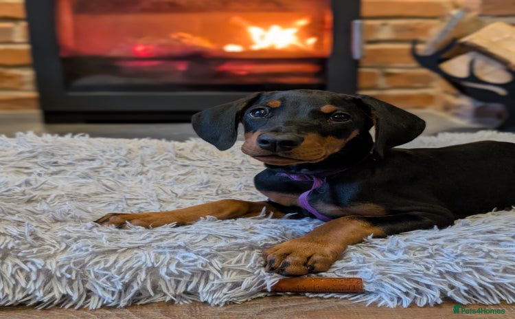 Dobermann dogs Doberman puppies "ready now" - Advert 2