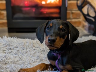 Dobermann dogs Doberman puppies " 2 LEFT ready now" - Advert 5