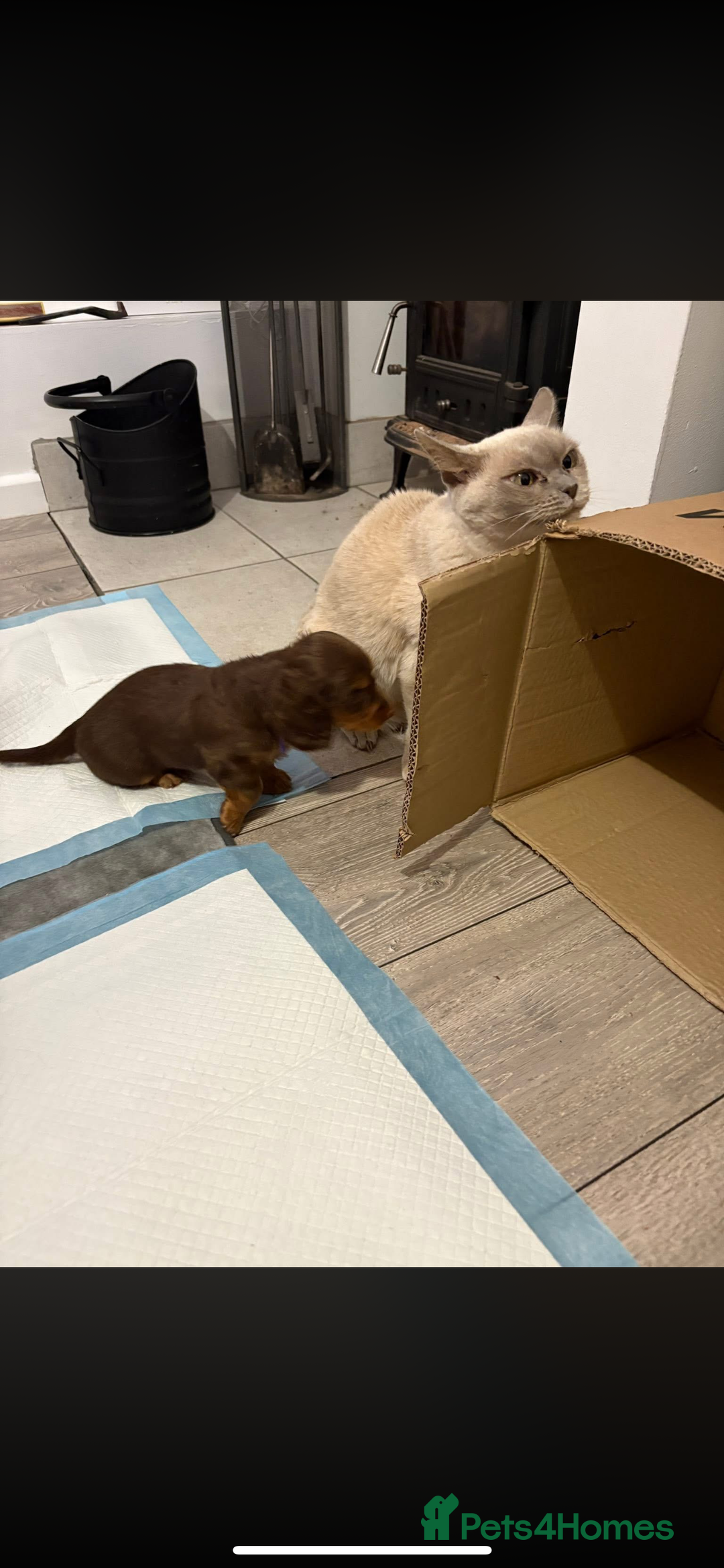 Miniature Dachshund dogs for sale: PRICE REDUCED Cute long hair chocolate dachshunds  - Advert 19