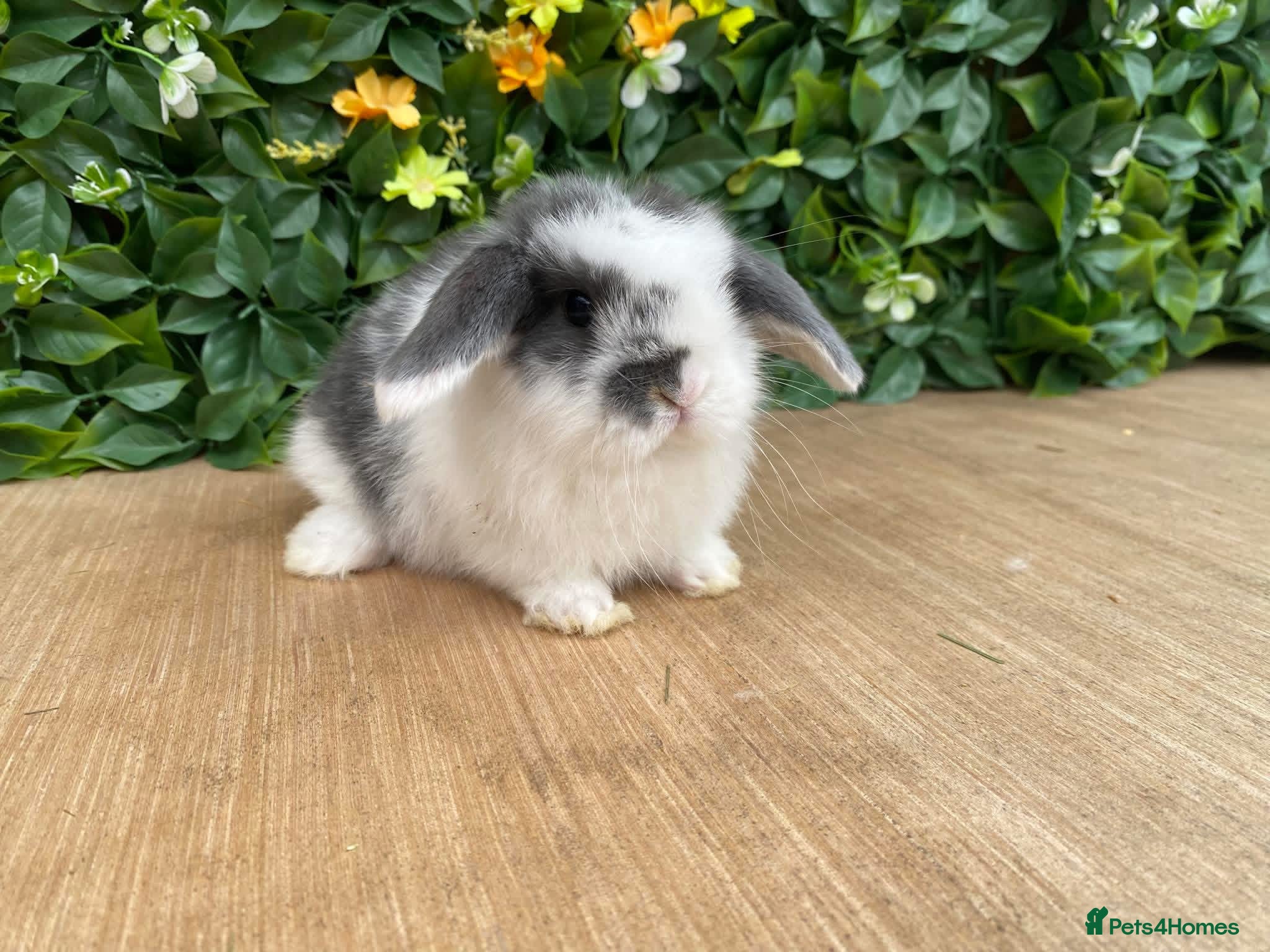 Mini Lop rabbits Mini lops ( Est since 2014 )💙💙 - Advert 10