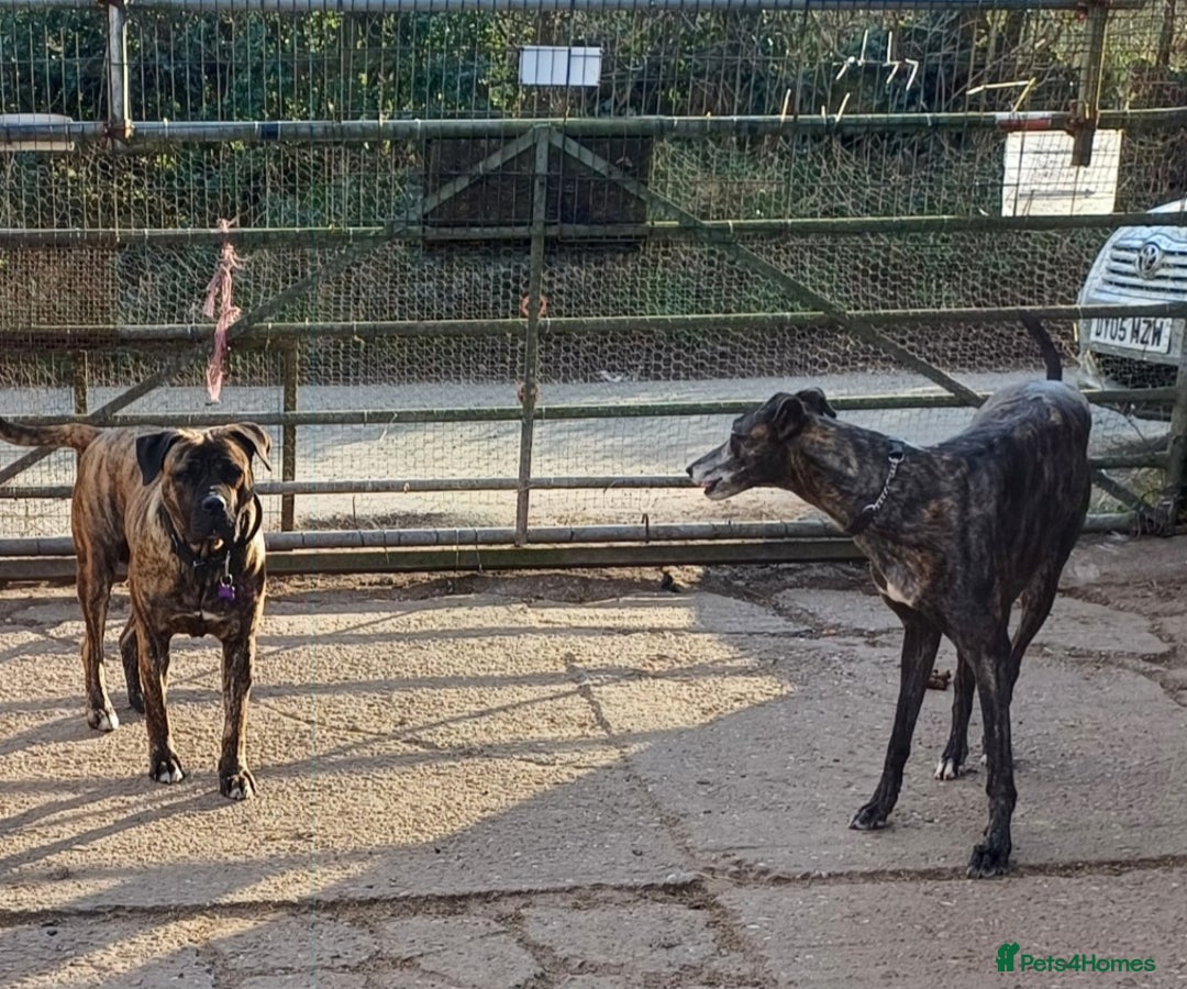 Greyhound dogs for sale: Ex racer looking for a new sofa - Advert 8