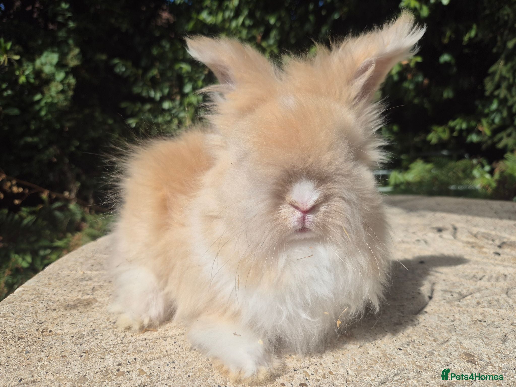 Angora rabbits 🩷 FULL FACE ANGORA BABIES- PARENTS FROM🇫🇷 - Advert 1