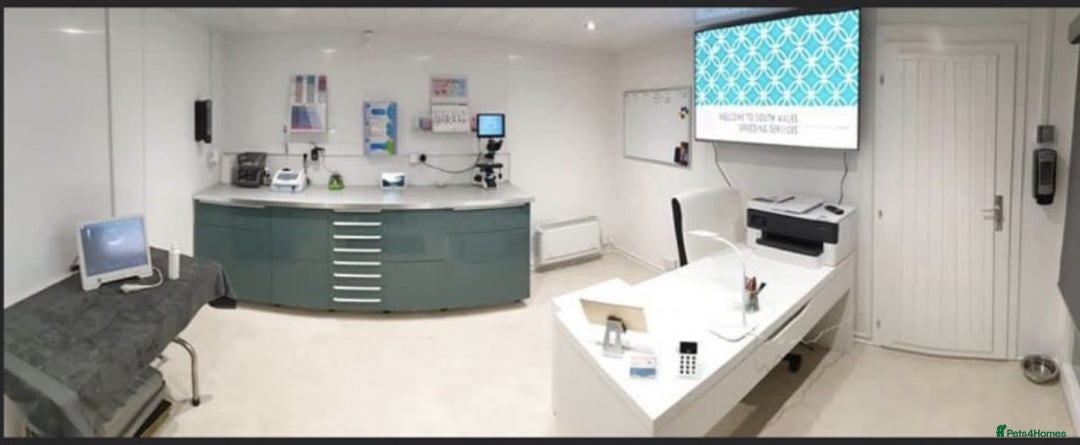 Toy Poodle dogs for stud: Amazing deep dark red. Kc registered dna clear in Porth - Advert 5