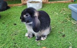 Mini Lop rabbits for sale: Beautiful Mini Lops - READY TO LEAVE  - Image 4