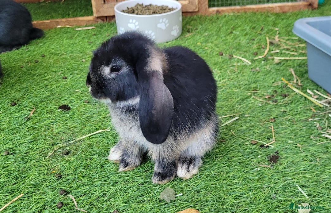 Mini Lop rabbits for sale: Beautiful Mini Lops - READY TO LEAVE  - Image 4