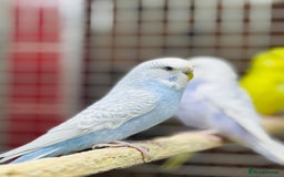 Budgerigars birds for sale: Budgies  - Advert 16