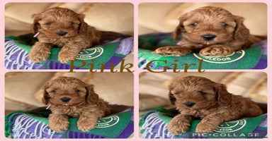 Cockapoo dogs - Advert 9