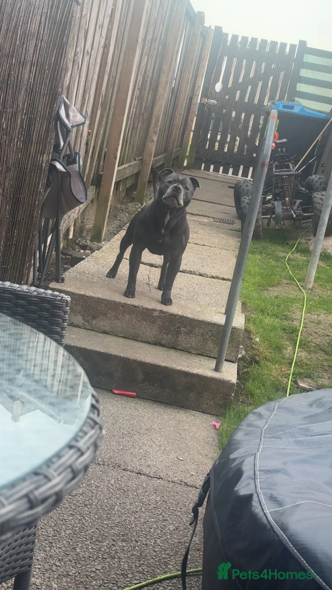 Staffordshire Bull Terrier dogs for sale: Staffordshire terrier pups  - Advert 19